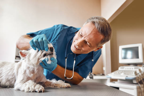 Trusted OH Emergency Dental Service Experts